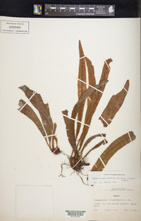 Elaphoglossum vestitum image