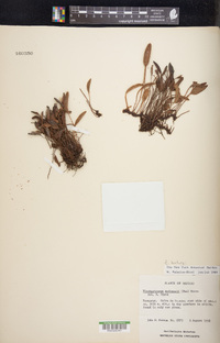 Elaphoglossum hartwegii image