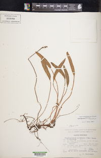 Elaphoglossum hartwegii image