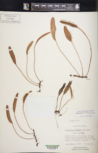 Elaphoglossum hartwegii image