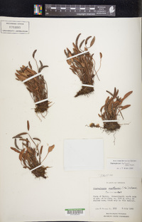 Elaphoglossum hartwegii image