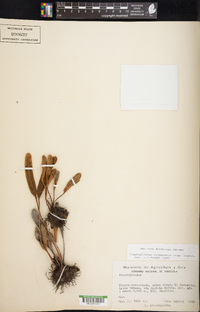 Elaphoglossum dombeyanum image