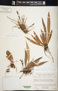 Elaphoglossum herminieri image