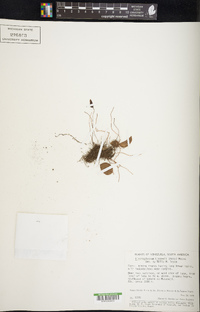 Elaphoglossum lindenii image