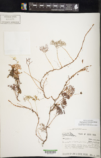 Elaphoglossum obovatum image