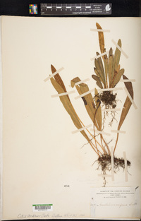 Elaphoglossum wawrae image