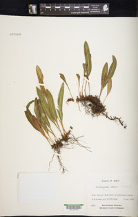 Elaphoglossum wawrae image