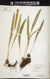 Elaphoglossum wawrae image