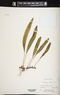 Elaphoglossum wawrae image