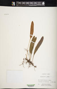 Elaphoglossum wawrae image