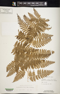 Parapolystichum effusum subsp. effusum image