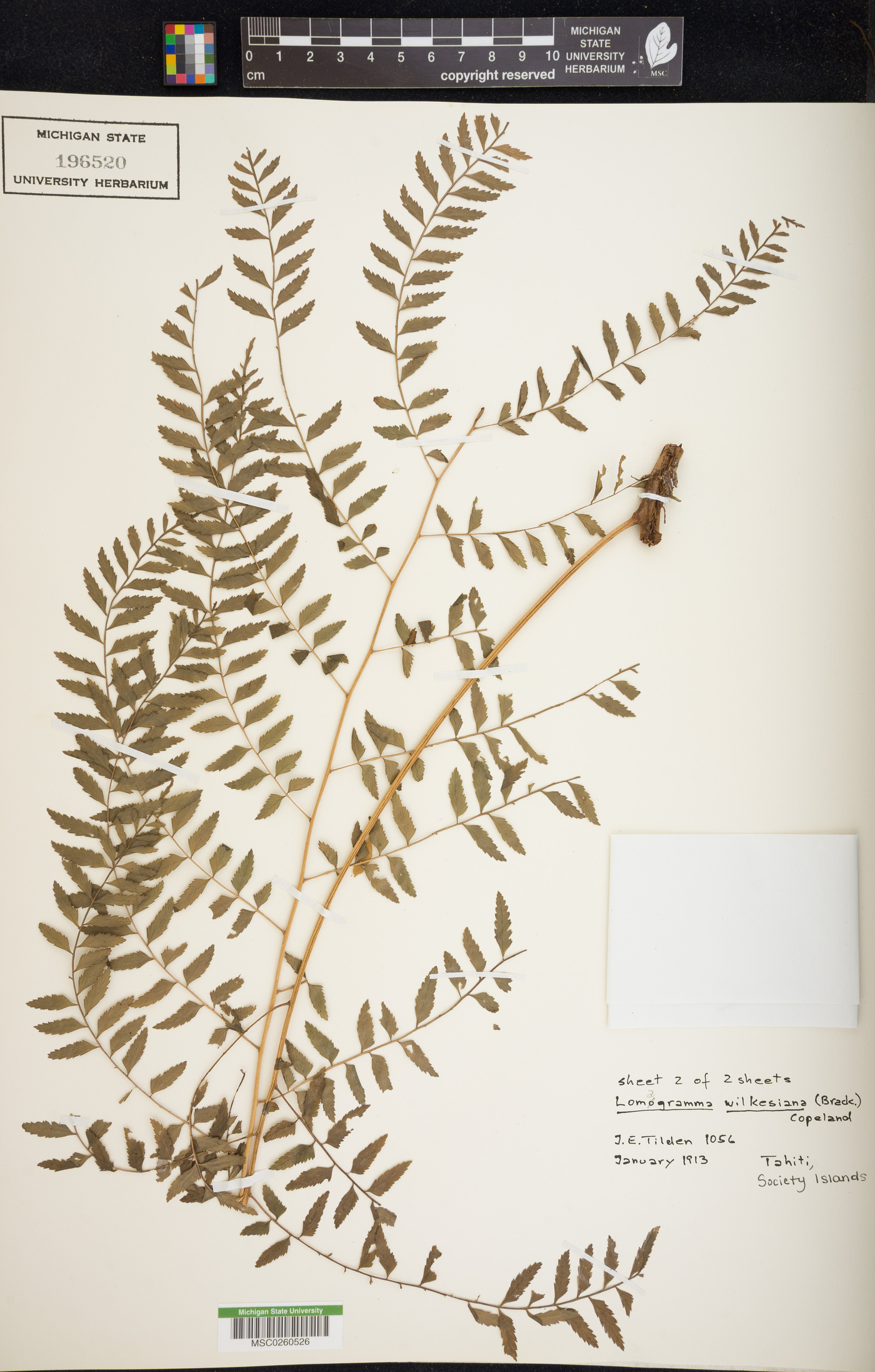 Arthrobotrya wilkesiana image