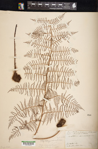 Polybotrya osmundacea image