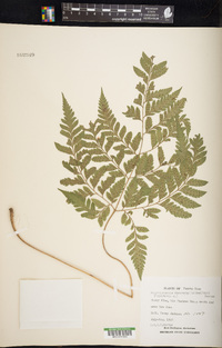 Polystichopsis chaerophylloides image