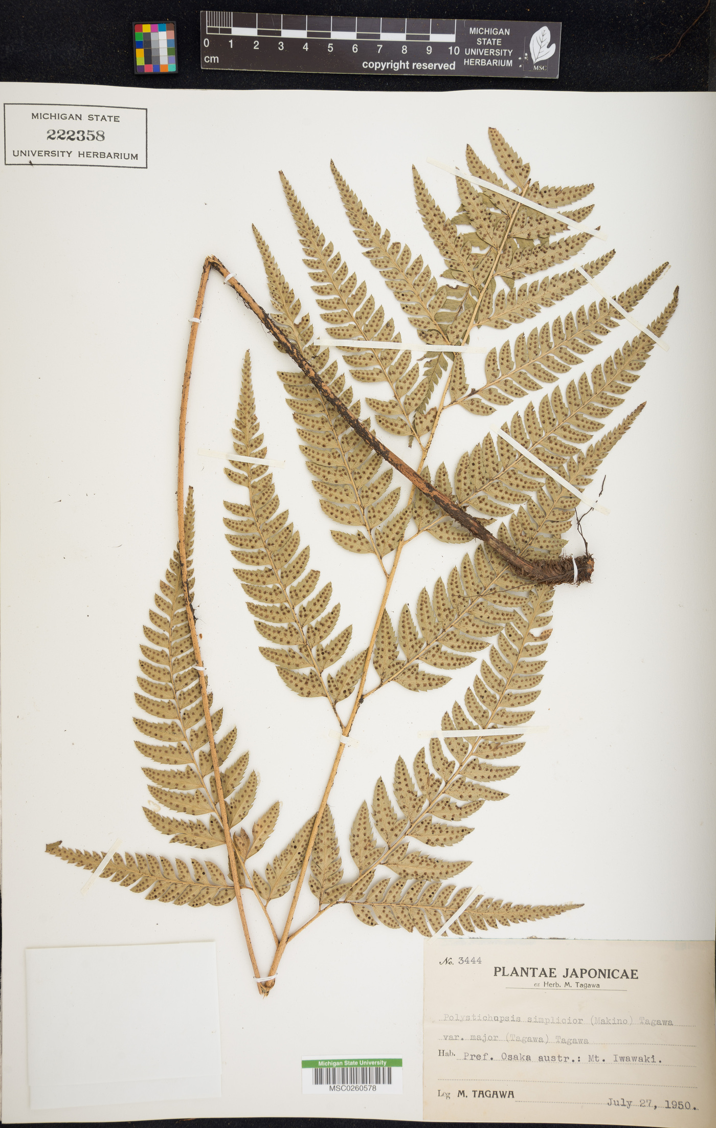 Arachniodes chinensis image