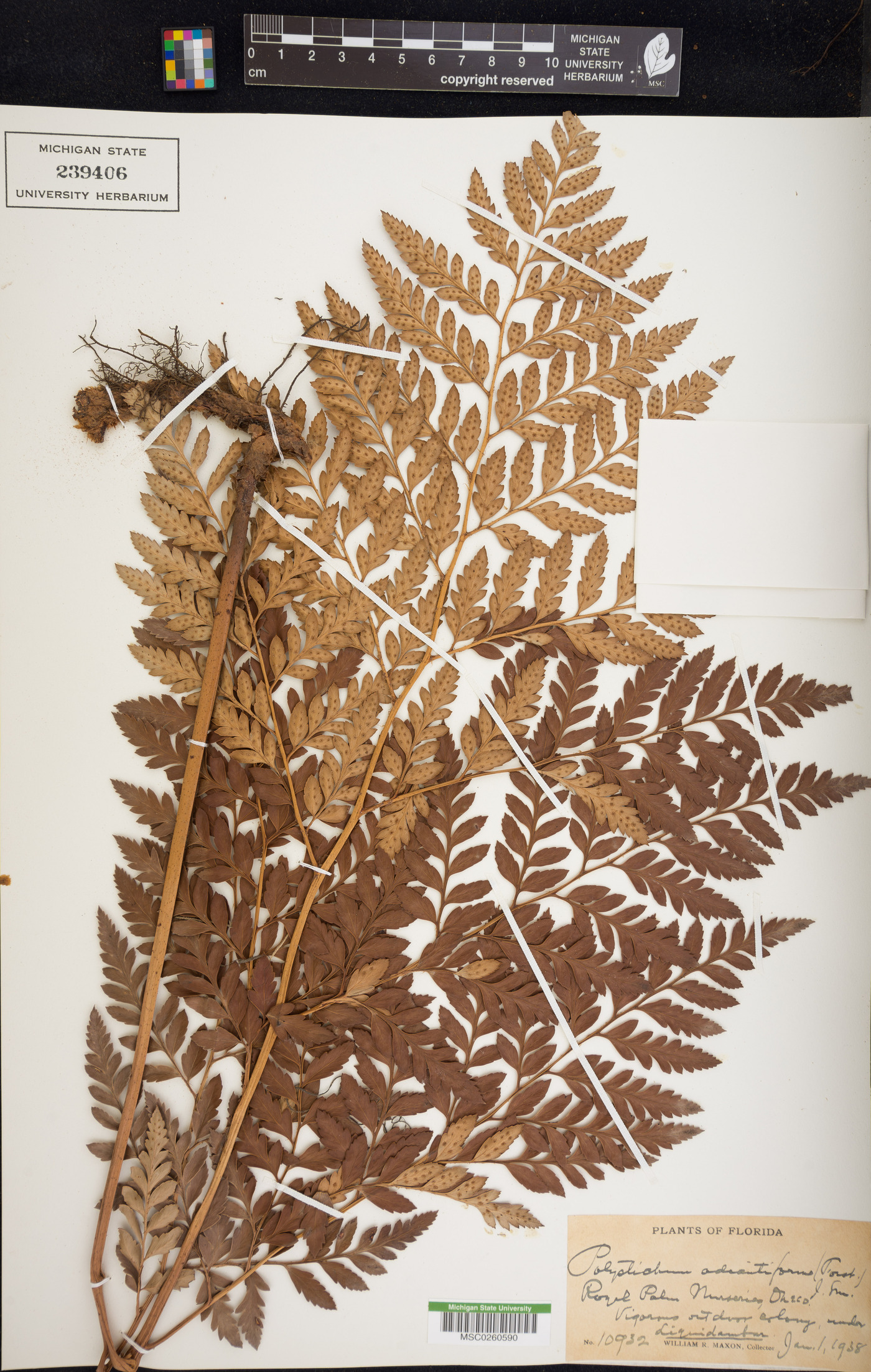 Rumohra adiantiformis image