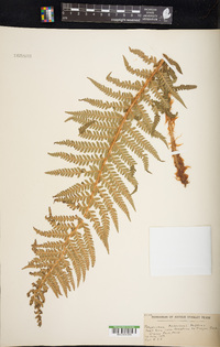 Polystichum andersonii image