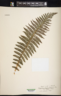 Polystichum braunii image