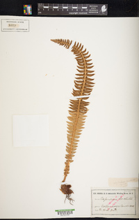 Polystichum lonchitis image