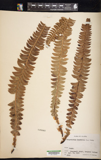 Polystichum lonchitis image