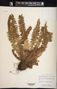 Polystichum lonchitis image