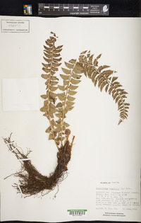 Polystichum lonchitis image