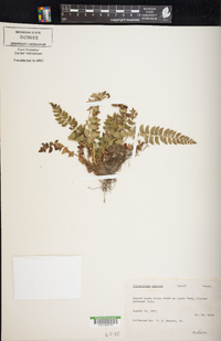 Polystichum lonchitis image