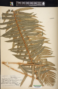 Polystichum munitum image