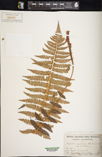 Polystichum braunii var. purshii image