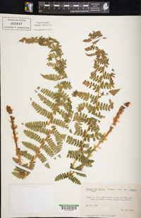 Polystichum braunii var. purshii image