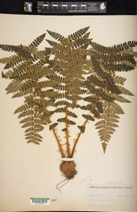 Polystichum braunii var. purshii image