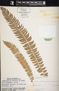 Polystichum lonchitis image