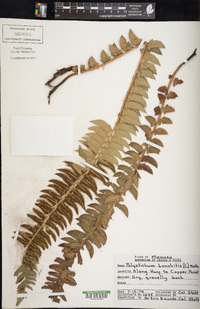 Polystichum lonchitis image