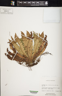 Polystichum lonchitis image