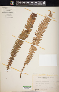 Polystichum lonchitis image