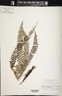 Polystichum ordinatum image