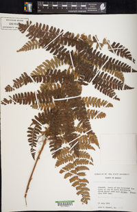 Polystichum ordinatum image