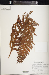 Polystichum polyphyllum image