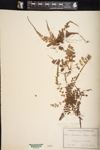 Polystichum rhizophyllum image