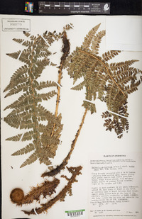 Polystichum vestitum image