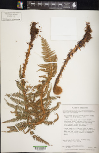 Polystichum vestitum image