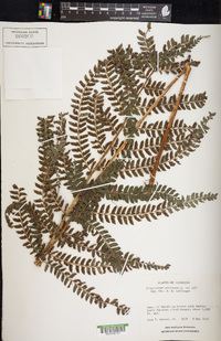 Polystichum muricatum image