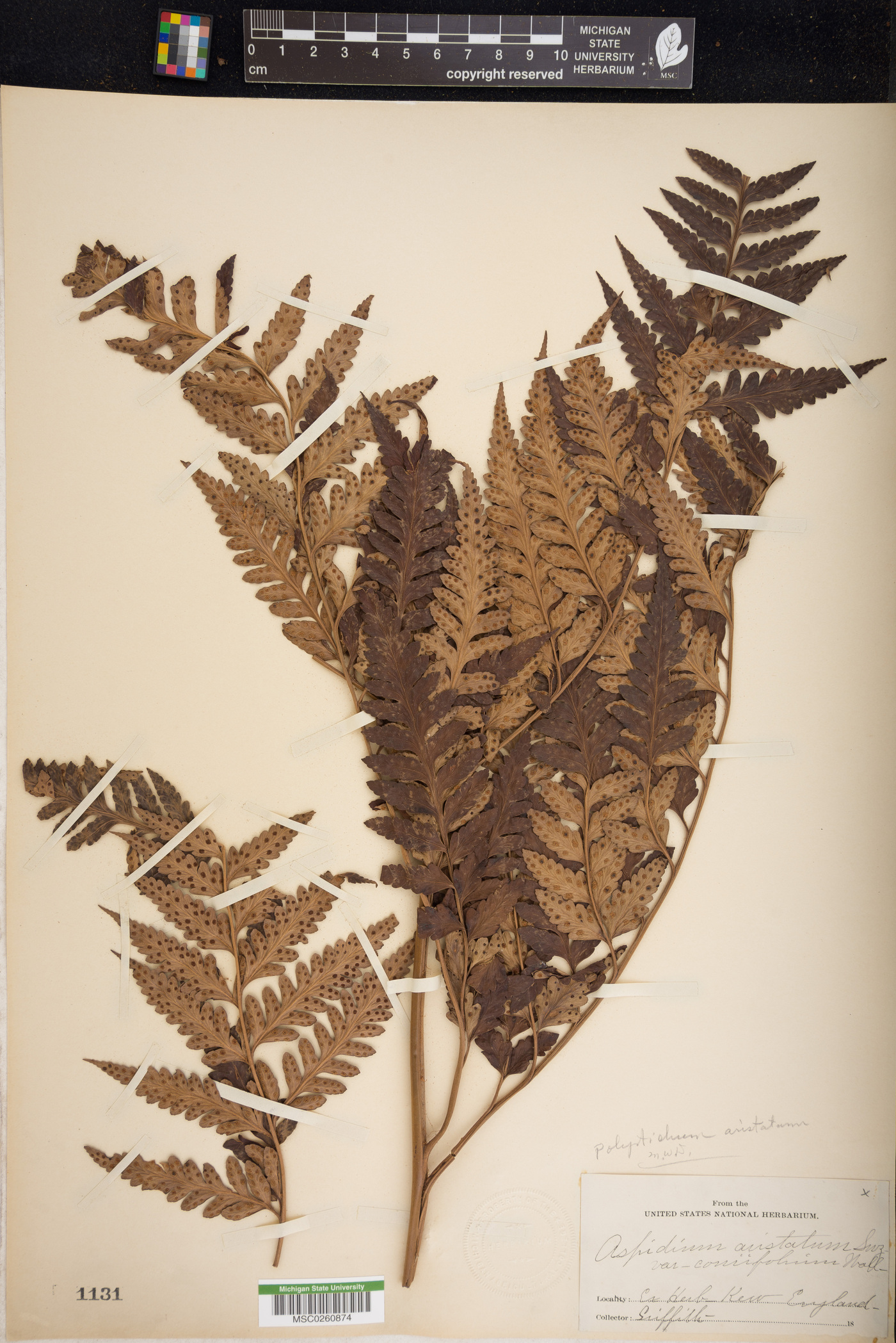 Polystichum oculatum image