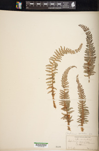 Polystichum aculeatum image