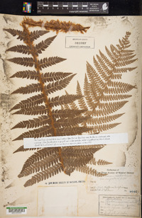 Polystichum aculeatum image