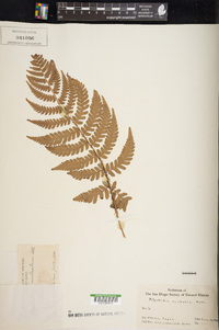 Polystichum aculeatum image