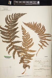 Polystichum discretum image