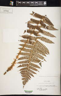 Polystichum braunii image