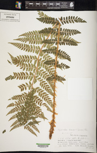 Polystichum braunii image