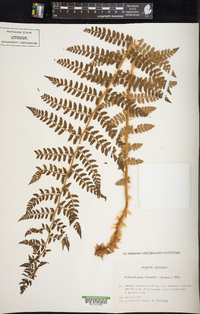 Polystichum braunii image